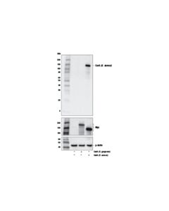 Cell Signaling Cas9 ( S. aureus ) (6H4) Mouse mAb 20 uL