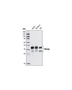 Cell Signaling Nanog (D73g4) Xp Rabbit mAb