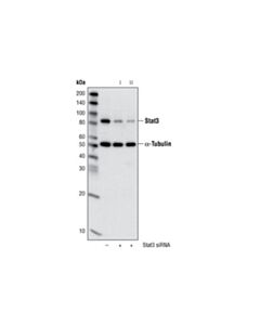 Cell Signaling Stat3 (79d7) Rabbit mAb
