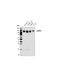 Cell Signaling LAMP2 (D5C2P) Rabbit mAb 20 uL