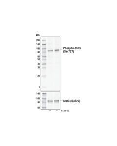 Cell Signaling Phospho-Stat3 (Ser727) (D8c2z) Rabbit mAb (Biotinylated)