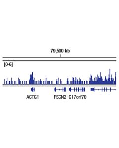 Cell Signaling Tri-Methyl-Histone H3 (Lys36) (D5a7) Xp<LT/>Sup&Gt;®<LT/>/Sup&Gt; Rabbit mAb