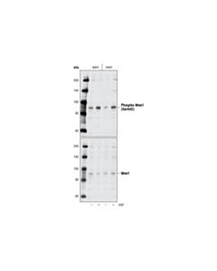 Cell Signaling Phospho-Wee1 (Ser642) (D47g5) Rabbit mAb