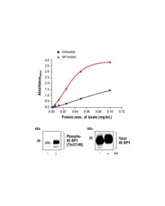 Cell Signaling Fastscan Phospho-4e-Bp1 (Thr37/46) ELISA Kit
