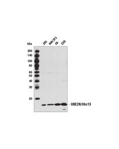 Cell Signaling Ubc13 Antibody