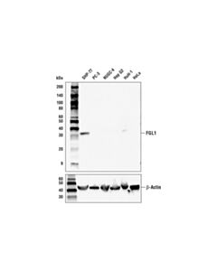 Cell Signaling Fgl1 Antibody