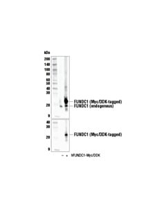 Cell Signaling FUNDC1 (E2F4T) Rabbit mAb 20 uL