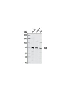 Cell Signaling Rip Antibody