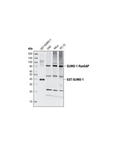 Cell Signaling Sumo-1 Antibody