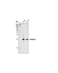 Cell Signaling Claudin-1 Antibody