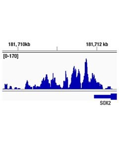 Cell Signaling Brg1 (D1q7f) Rabbit mAb