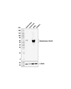 Cell Signaling Glutaminase-1/GLS1 (E4T9Q) Rabbit mAb 20 uL