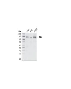 Cell Signaling Axl (C2B12) Rabbit mAb 20 uL