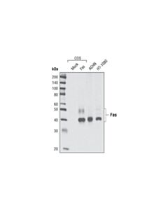 Cell Signaling Fas (C18c12) Rabbit mAb (BSA And Azide Free)