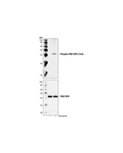 Cell Signaling Phospho-Pbk/Topk (Thr9) Antibody