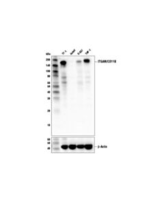 Cell Signaling Cd11b/Itgam (D6x1n) Rabbit mAb