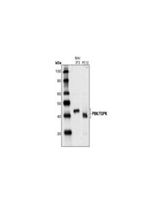 Cell Signaling Pbk/Topk Antibody