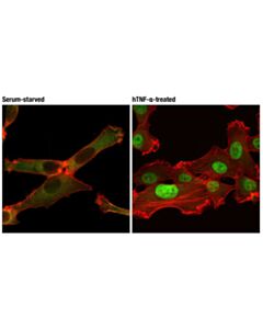 Cell Signaling NF-kappaB p65 (D14E12) Rabbit Monoclonal Antibody (Alexa Fluor ® 488 Conjugate)