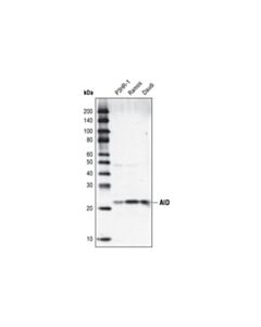 Cell Signaling Aid (30f12) Rabbit mAb