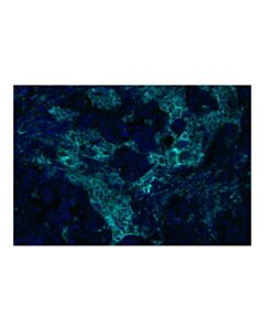 Cell Signaling CD206/MRC1 (E2L9N) Rabbit mAb (Alexa Fluor ® 750 Conjugate)
