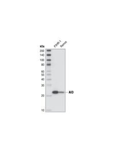 Cell Signaling Aid (Ek2 5g9) Rat mAb