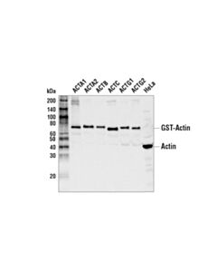 Cell Signaling Pan-Actin Antibody