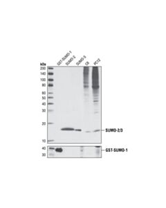 Cell Signaling Sumo-2/3 (18h8) Rabbit mAb
