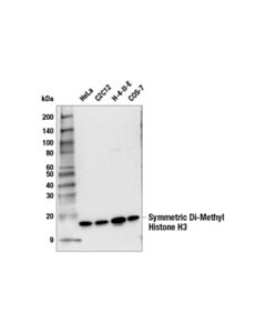 Cell Signaling Symmetric Di-Methyl Histone H3 (Arg2) (E8v5q) Rabbit mAb