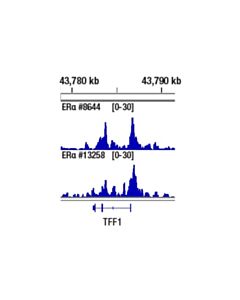 Cell Signaling Estrogen Receptor Alpha Activation Antibody Sampler Kit