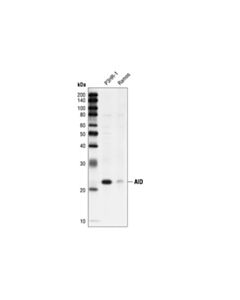 Cell Signaling Aid (L7e7) Mouse mAb