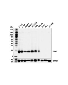 Cell Signaling NINJ1 (F2Y6T) Rabbit mAb; 20 µl