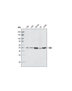 Cell Signaling Csk (C74c1) Rabbit mAb