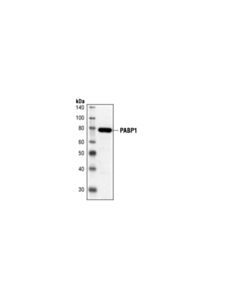 Cell Signaling Pabp1 Antibody