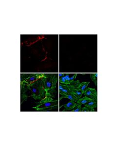 Cell Signaling Cd31 (Pecam-1) (89c2) Mouse mAb (Alexa Fluor 647 Conjugate)