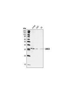 Cell Signaling Ubc3 Antibody