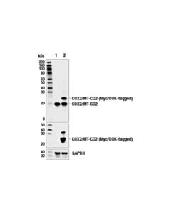 Cell Signaling Cox2/Mt-Co2 (E6u9k) Rabbit mAb