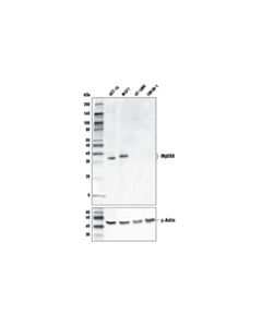 Cell Signaling MyD88 (E9K4E) Mouse mAb 20 uL