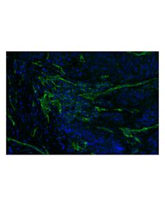 Cell Signaling CD31 (PECAM-1) (F8M3S) Rabbit mAb (Alexa Fluor ® 488 Conjugate)