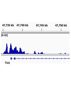 Cell Signaling Ash2l (D93f6) Xp Rabbit mAb