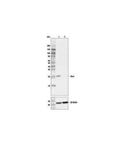 Cell Signaling Bax (D2e11) Rabbit mAb