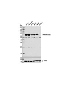 Cell Signaling Trim29/Atdc (E1l4e) Rabbit mAb