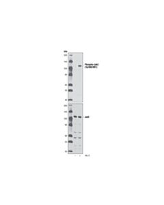 Cell Signaling Phospho-Jak3 (Tyr980/981) (D44e3) Rabbit mAb