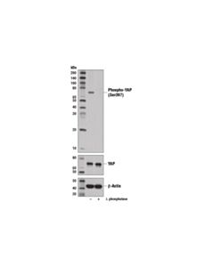 Cell Signaling Phospho-YAP (Ser397) (D1E7Y) Rabbit mAb (BSA and Azide Free)