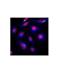 Cell Signaling Alpha-Tubulin (11h10) Rabbit mAb (Alexa Fluor 647 Conjugate)