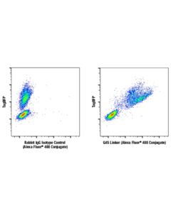 Cell Signaling G4s Linker (E7o2v) Rabbit mAbjugate)