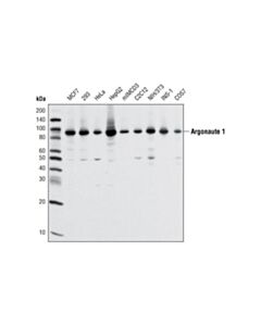 Cell Signaling Argonaute 1 (D84g10) Xp Rabbit mAb
