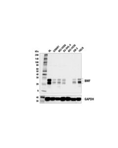 Cell Signaling BMF (E5U2J) Rabbit mAb 20 uL