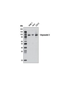Cell Signaling Argonaute 3 (D15d2) Rabbit mAb