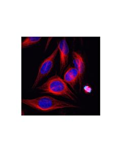 Cell Signaling Alpha-Tubulin (11h10) Rabbit mAb (Alexa Fluor 555 Conjugate)
