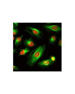 Cell Signaling Alpha-Tubulin (11h10) Rabbit mAb (Alexa Fluor 488 Conjugate)